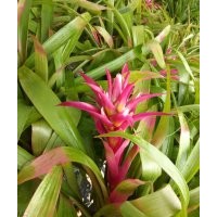 浙江溫州觀賞性鳳梨花水塔花批發(fā)，高品質(zhì)菠蘿花盆景盆花鴻運當頭