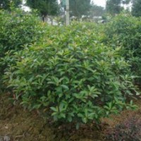 供應(yīng)四季桂花球，羅漢松球，梔子花球，大葉黃楊球，瓜子黃楊球，