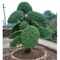 別墅景觀造型觀賞苗選女貞 高端大氣上檔次