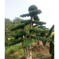 2017熱銷造型苗 叢生造型女貞 6-8-10-20-30-40