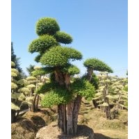 找配對(duì)女貞到景福 多桿造型女貞2-8桿