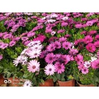 南非萬(wàn)壽菊