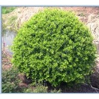 供紅葉石楠球 高桿衛(wèi)矛球 小葉女貞球 黃楊球 小葉黃楊球 桂花球