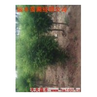 低價出售黃金槐球