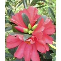 銷售-四季紅山茶