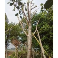 盆景幌傘峰,小葉紫薇,綠杜鵑