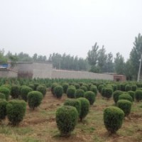 供應(yīng)河北檜柏球價(jià)格|河北檜柏球