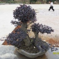 湘東園林紅花檵木,雙面紅,盆景