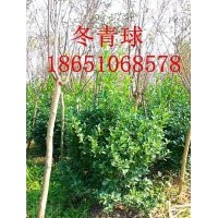 1.4米冬青球批發(fā)價格、1.4米冬青球供應(yīng)、賣冬青球、冬青球基地