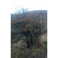 叢生全冠大冠幅6分枝以上帶土球映山紅