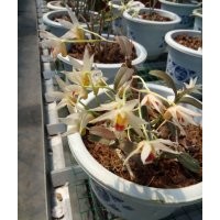 浙江溫州批發(fā)鐵皮石斛蘭，高品質(zhì)石斛蘭花出售銷售，觀賞性石斛盆