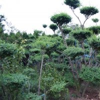 萊州信合園藝供應(yīng)造型女貞