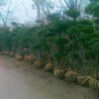 北京造型女貞多球綠化苗木