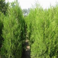 供應300公分高的蜀檜_江蘇現(xiàn)貨_裝車價66元