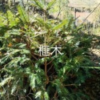 云南名貴樹種苗：榧木，紅豆杉，桂花，萬年青，山茶等。