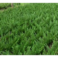 銷售龍柏嫁接小苗