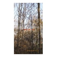 供叢生五角楓，稠李，白樺樹，樟子松小苗，水曲柳