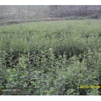 大量供應(yīng)木瓜一年苗，兩年苗。杜仲一年苗、兩年苗（各100萬棵