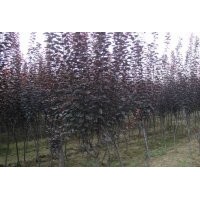 供應(yīng)紫葉李小苗 紫葉李