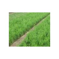 供應(yīng)嫁接龍柏用側(cè)柏小苗