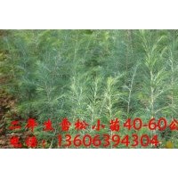 供應(yīng)雪松小苗