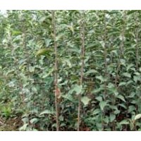 桃樹苗，蘋果苗，梨樹苗，花椒苗，香椿苗，側(cè)柏苗