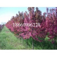 北美海棠，冬紅海棠，垂絲海棠，木瓜海棠等