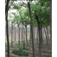 國槐價(jià)格行情 國槐基地