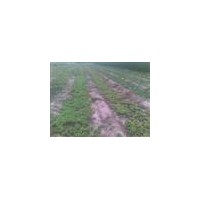 供應油松小苗 油松容器苗 50公分油松苗 1米-3米油松