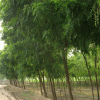 低價(jià)供刺槐苗 側(cè)柏苗 花椒苗 速生楊 紅葉楊 香花槐 柳樹(shù)
