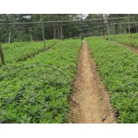 供應(yīng)毛杜鵑