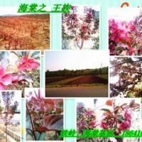 優(yōu)質(zhì)綠化苗:紫葉海棠，王族海棠，光輝海棠，錦繡海棠