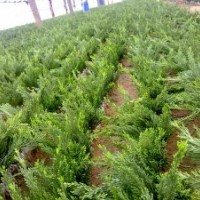 常年供應(yīng)龍柏苗