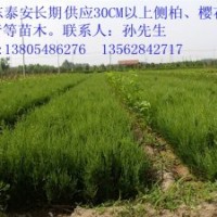 供應(yīng)側(cè)柏、冬青、櫻花、紫葉李、龍株碧桃等苗木
