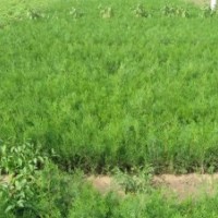 大量側(cè)柏高度10cm—30cm裸根苗