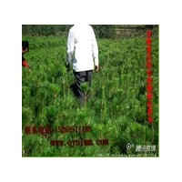 供應(yīng)優(yōu)質(zhì)容器袋油松