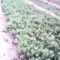 白皮松小苗=白皮松苗=白皮松小苗價格=白皮松小苗=白皮松