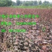 供應(yīng)紅葉李苗、一年生紅葉李小苗、紫葉李苗