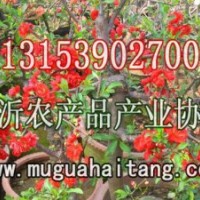 銷售北美海棠樹苗