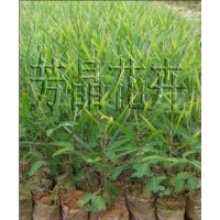 黑木相思苗,老人葵苗,藍(lán)花楹苗,桉樹苗,格木苗,千年桐苗,人面子苗