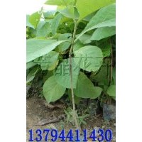 柚木袋苗,柚木苗,黃花梨苗,降香黃檀苗,黃檀苗,印度黃檀苗,香樟苗