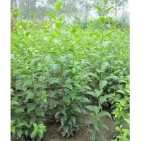 大葉女貞苗高桿女貞苗四季常青行道緑化樹苗