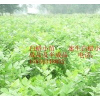 白蠟小苗 速生白蠟小苗成品及半成品 速生國槐小苗