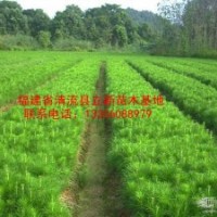 供應(yīng)馬尾松苗