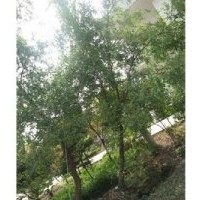 出售各種規(guī)格優(yōu)質(zhì)苗木、種子、小苗等