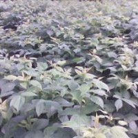 出售樹莓苗、紫莓苗