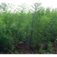 供應(yīng)一年國槐小苗/刺槐小苗/紫穗槐小苗/皂角苗/流蘇苗/五角楓小
