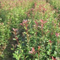 荊門紅葉石楠，紅葉石楠容器苗，紅葉石楠袋裝苗(圖)