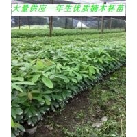 大量供應(yīng)優(yōu)質(zhì)楠木苗，楨楠杯苗，歡迎洽談