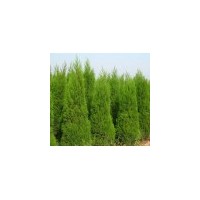 白皮松 核桃 五角楓 皂角 山楂 蘋果....